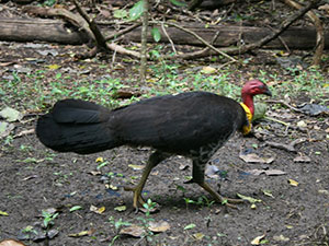 Bush-Turkey