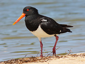 Pied-Oystercater