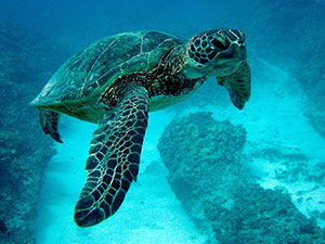 Sea-Turtle